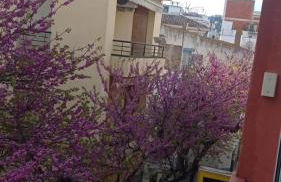 Appartement à Roses centre - Foto 14