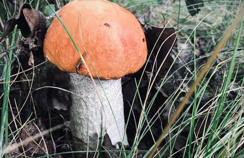 Willa na Kaszubach - Foto 31