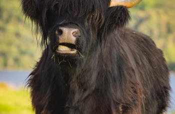 Loch Ness Cottage - Foto 29