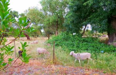Casas Herdade do Convento da Serra - Foto 11