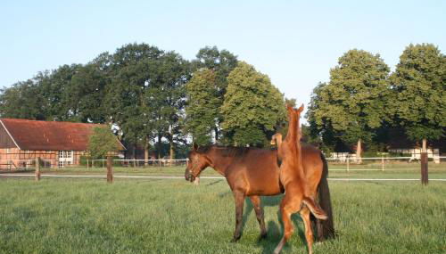 Landhaus am Esch - Foto 3