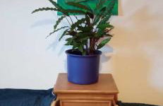 Agroturystyka Jak Makiem Zasiał Dworki 10 - Foto 67