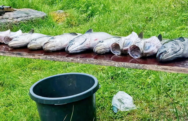 9 Person Holiday Home in Kortgarden - Foto 9