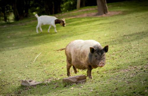 Nengshof Ferienwohnung Wildrose - Foto 35