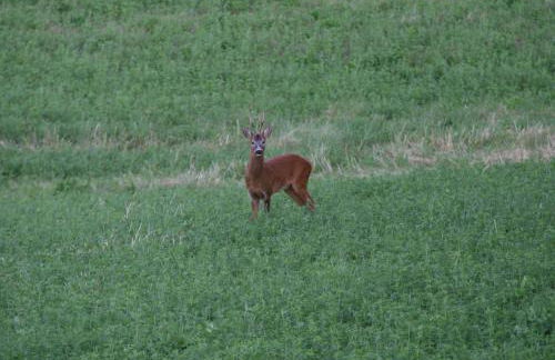 Il Nido di Gabbiano - Foto 15
