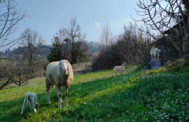 B&B Naturin - Eco Farm - Foto 5