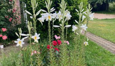 Charny les Lindets - Foto 2