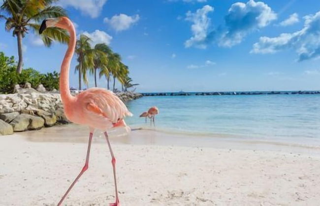 Ocean Front Property - Villa 1 Aruba - Foto 20