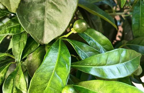 CASA DE VACACIONES EL NARANJO - Photo 31