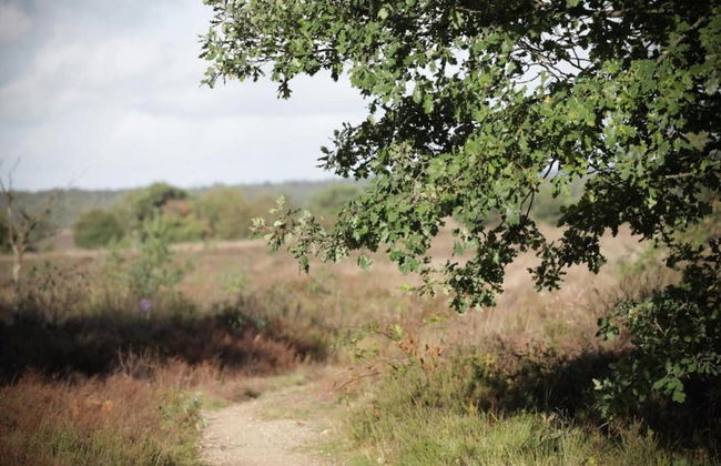 Home in the Dancing Forest - Foto 31