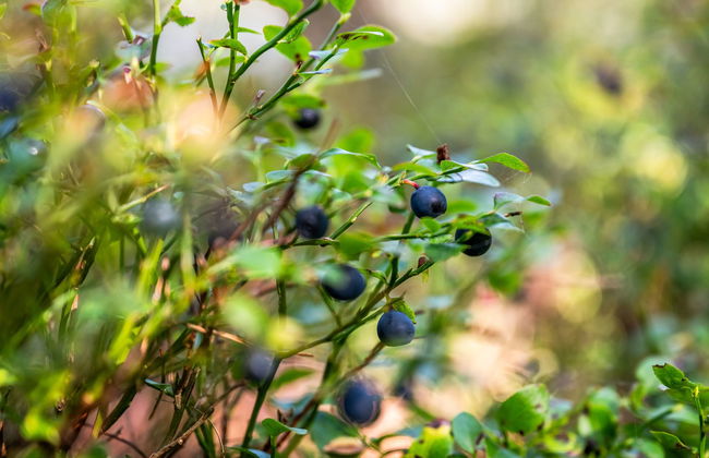 3 bedroom House in Olofström with garden - Photo 30