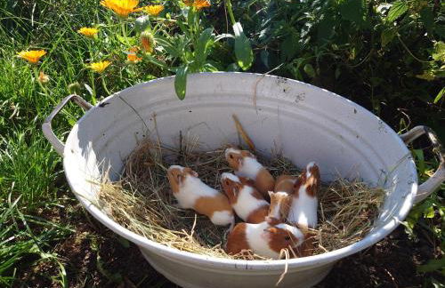 Ferienwohnung Brunow "In der Natur Zuhause" - Foto 6