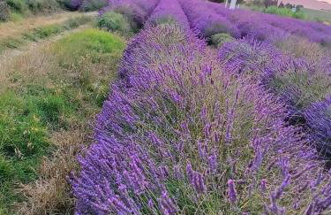 Cherry House: Giardino Privato & Relax vicino Pisa - Photo 24