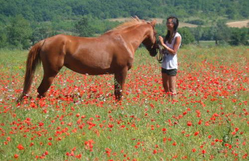 Sous les chênes - Photo 22