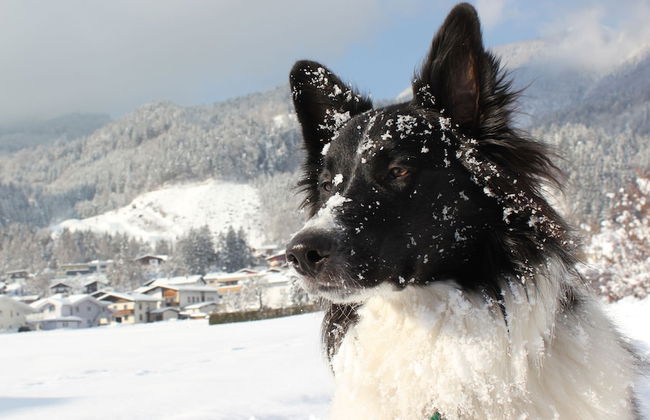 Das Urgestein - Foto 52