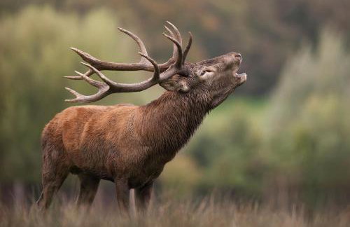 La casa di Alba-Salomé - Foto 43