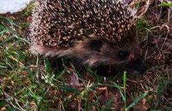 Domek U Justyny - Foto 39