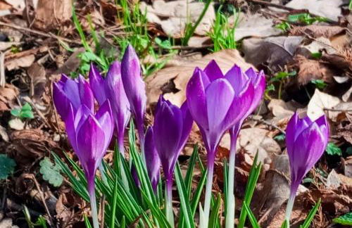 Ferien- und Monteurswohnung Köthen/Reinsdorf - Foto 11