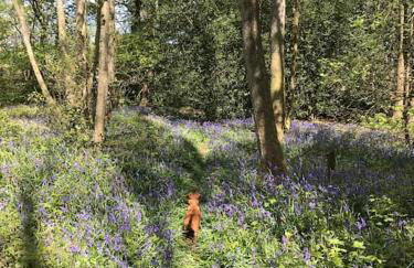 Halfmoon Lodge @ Knights Hole wheelchair access - Foto 23