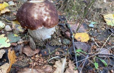 Willa w Brzozach Sznurki Spokojna 1 - Chmielno, Kaszuby, dom, jezioro - Foto 19