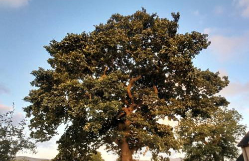 Oaktree Manor - BBQ, games rooms and pet friendly - Photo 45