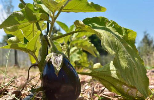 Il Borgo delle Pampare - Foto 70