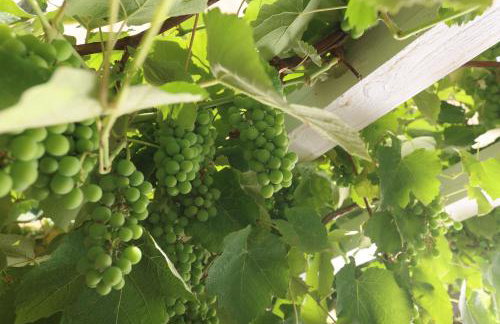 Madlen Apartments - Foto 23