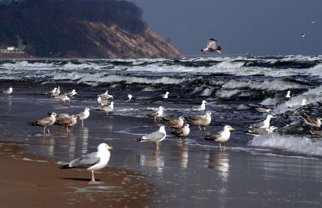 Strandhus Baabe Haus 229 - Foto 20