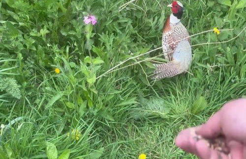 Oskar's Shepherd's Hut at Snug Hollow - Foto 30