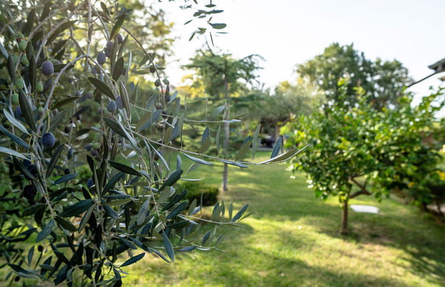 Rêve d'Or - Foto 37