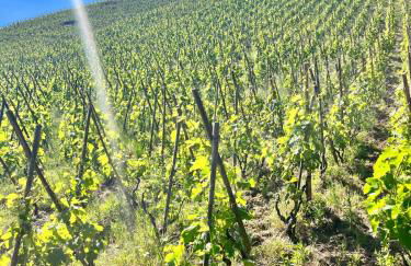 Appartement Ampuis Villa Monplaisir - Foto 11