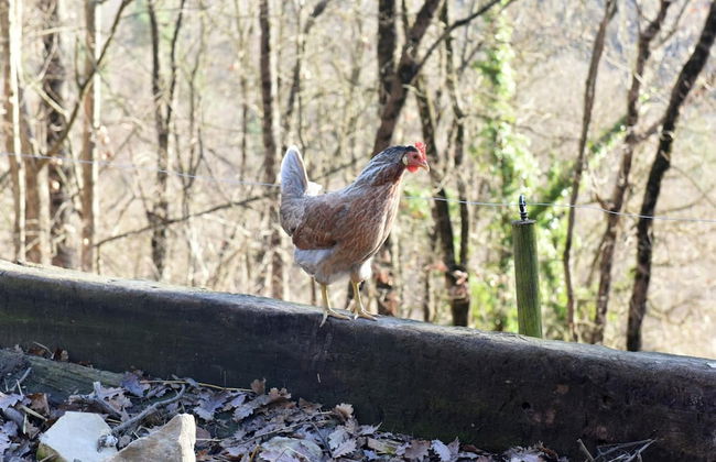 Mas Isoles - Foto 49