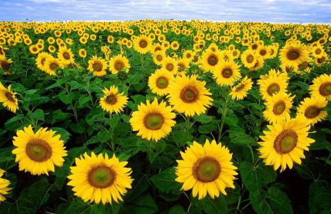 les olivades - Photo 22