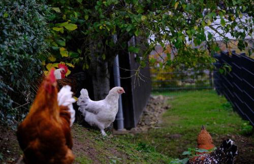 Ostseebauernhof Schönhagen - Foto 34