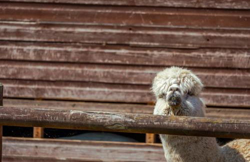 Amber Lodge with private hot tub - Foto 28
