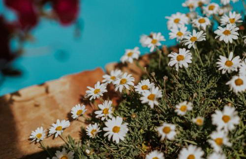 Villa Matilde - Foto 67