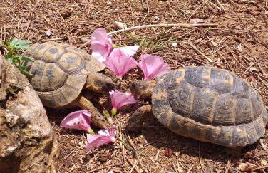 Caravana- Glamping Casa tortuga - Foto 52