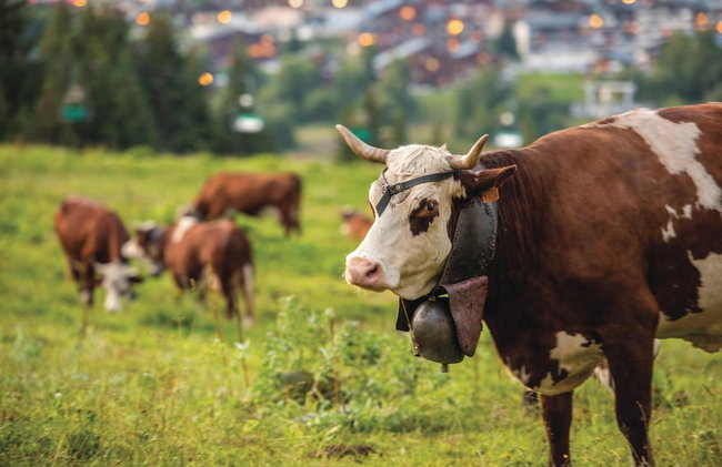 Belambra Clubs Les Saisies - Les Embrunes - Foto 76