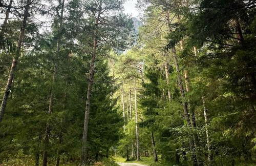 Chalet Pian della Velma - Auronzo di Cadore - Photo 32