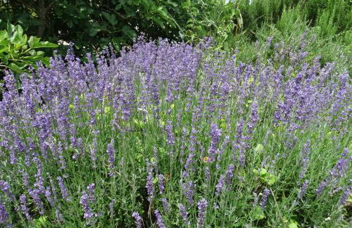 La Geneste un gîte dans la campagne sarladaise - Foto 12