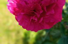 Ferienwohnung Gentsch in Schmannewitz - Foto 43