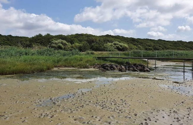 4 Person Holiday Home in Jaegerspris - Foto 20