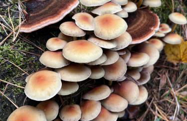 Camp Koose - Foto 19