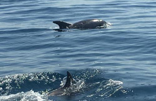 Casa Pura Vida - fantastic sea view - Foto 46