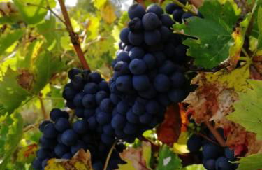 Agriturismo Comparone Casavecchia - Photo 69