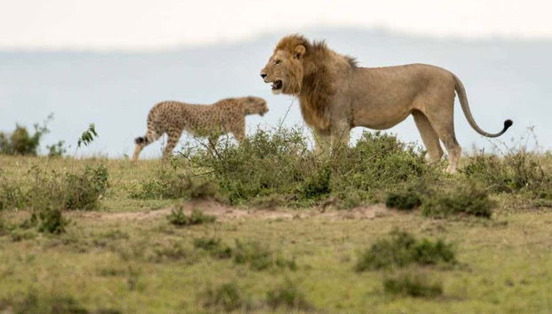 Safari de 6 días por Masái Mara, Amboseli y lago Naivasha - Foto 2