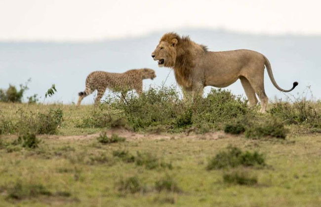 Safari de 6 días por Masái Mara, Amboseli y lago Naivasha - Foto 2