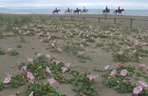 Vacanze Toscane In The Country - Villa Agrifogli - Foto 36