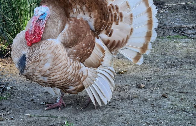 Halls Haven Holiday Units - Foto 30