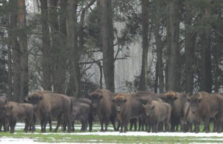 Siedlisko Wasilkowo. Odpoczynek na wsi - Foto 40